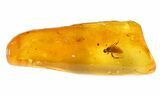 Detailed Fossil Sandfly (Ceratopogonidae) In Baltic Amber #72214-1